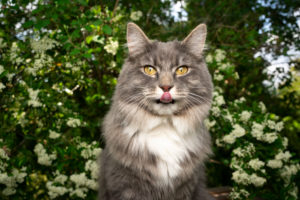 cute blue tabby maine coon cat sticking out tongue outdoors in nature looking at camera cute blue tabby maine coon cat sticking out tongue outdoors in nature looking at camera